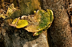 Fungus 3 